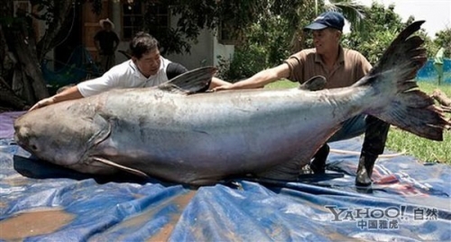 台湾渔民捕获百斤大米鱼引围观 盘点人类捕获