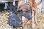 德国家犬救下野猪幼崽