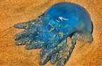 澳黄金海岸惊现蓝水母