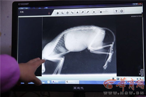 大唐西市一怀孕猫咪遭<em>虐待 女孩</em>花千元让它生