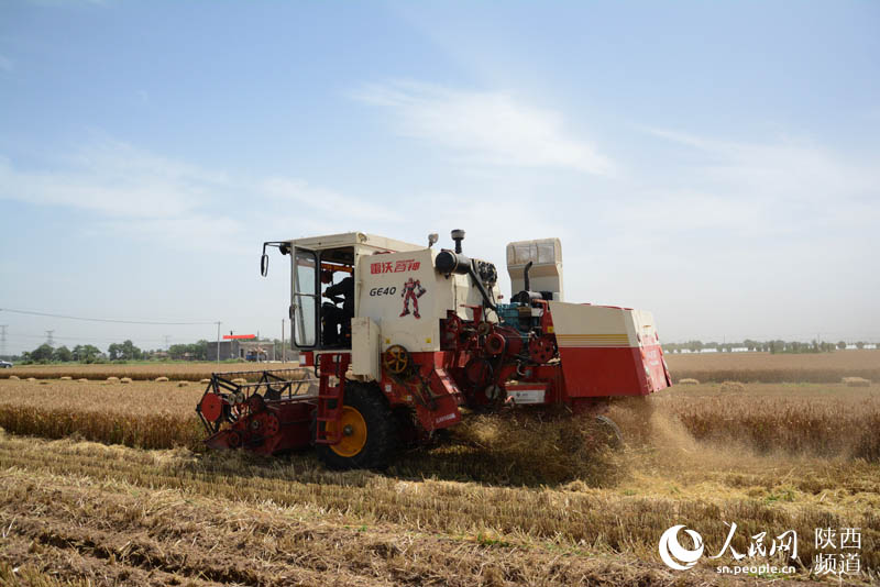 陕西小麦收获面积970万亩 夏播玉米330万亩(图