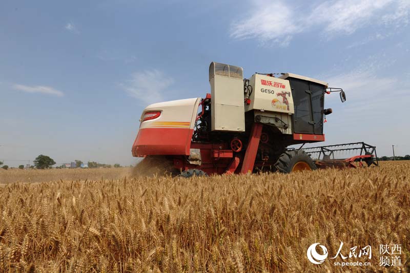 陕西小麦收获面积970万亩 夏播玉米330万亩(图