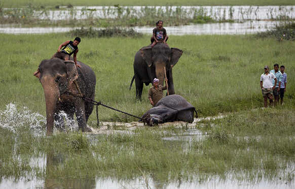 印官员借助大象运送洪水中丧命犀牛尸体