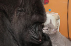 母猩猩因无子收养小猫