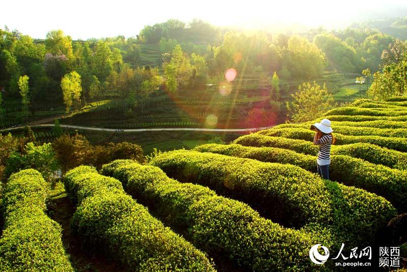 三秦质量行走进汉中:整合茶叶品牌 助力农民