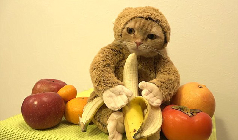 猫咪穿猴装吃香蕉视频走红 滑稽还是残忍引争