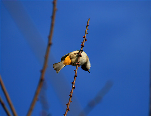 陕西宁强:红梅花开迎新年