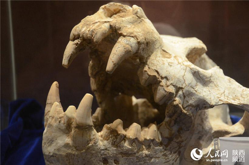 四医大口腔博物馆的奇妙之旅:看珍稀牙种 观齿