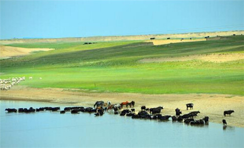 天下黄河第一弯 最美湿地草原--甘南玛曲