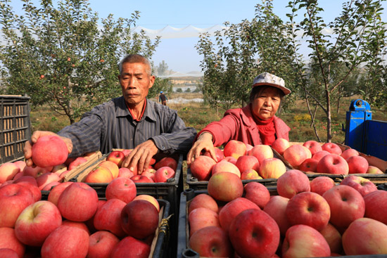 米脂:加大对山地苹果产业发展的奖励补贴