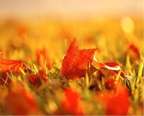 学科融合 教学创新 西安曲江南湖小学用落叶