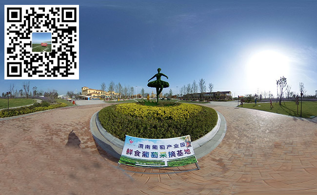 【VR全景】走進“中國葡萄之鄉”——渭南葡萄產業