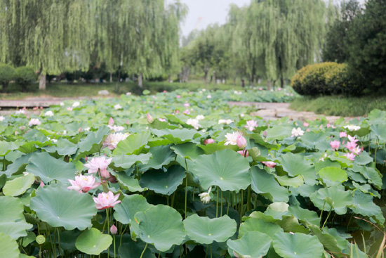 盛夏荷花别样红来云水公园共赏夏日美景