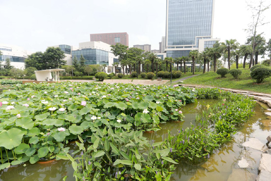 盛夏荷花别样红来云水公园共赏夏日美景