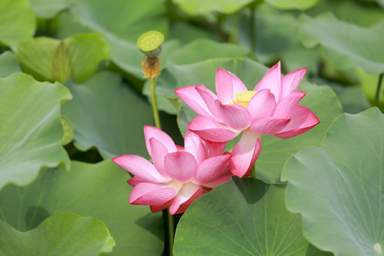 盛夏荷花别样红来云水公园共赏夏日美景