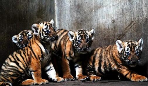 動物園為華南虎寶寶征名