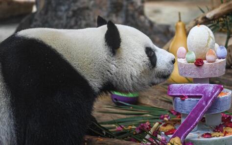 大熊猫的7岁生日会