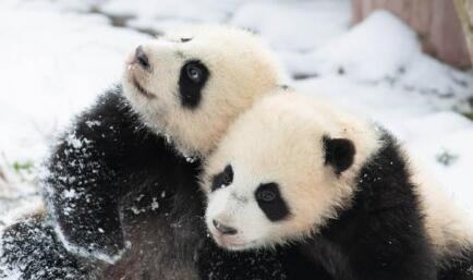 熊猫戏雪