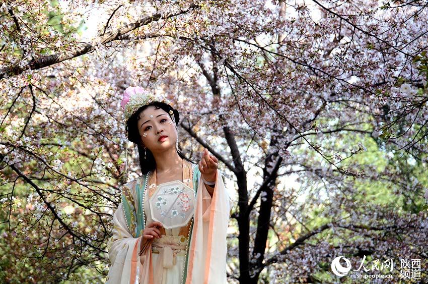 女孩身著漢服在櫻花樹前拍照。人民網 白鴿攝