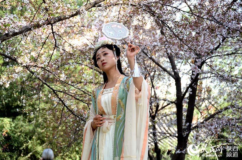 女孩身著漢服在櫻花樹前拍照。人民網 白鴿攝