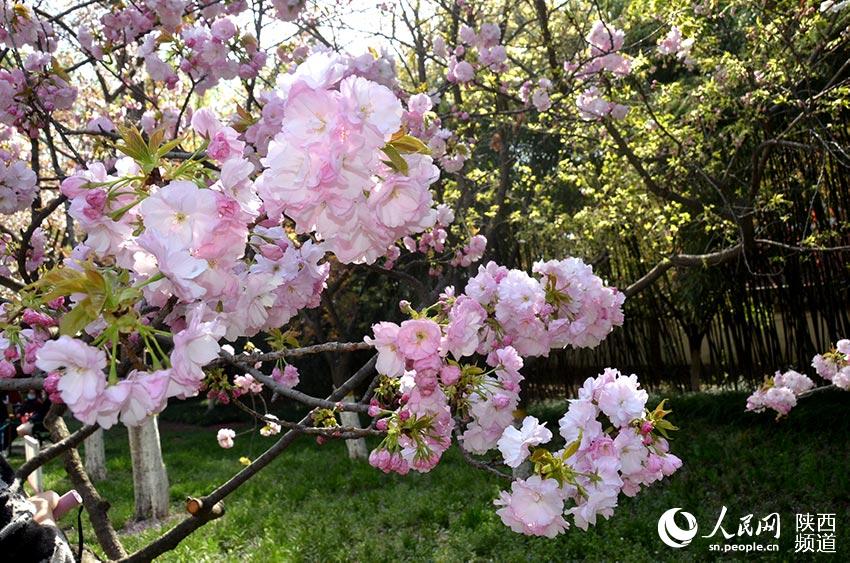 花團錦簇的美麗景象。人民網 白鴿攝