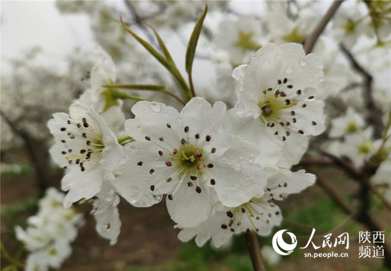 蒲城梨花綻放。蒲城縣融媒體中心供圖