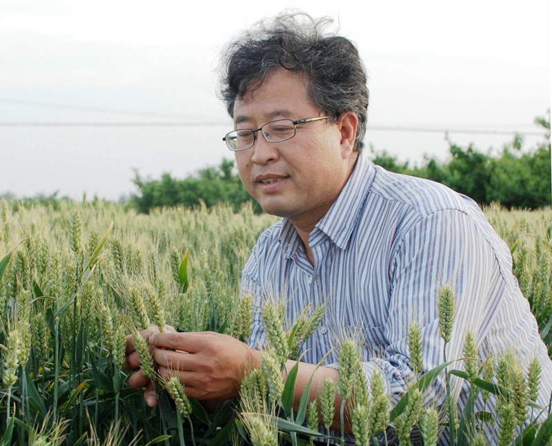 张正茂在田间查看小麦长势 西北农林科技大学供图