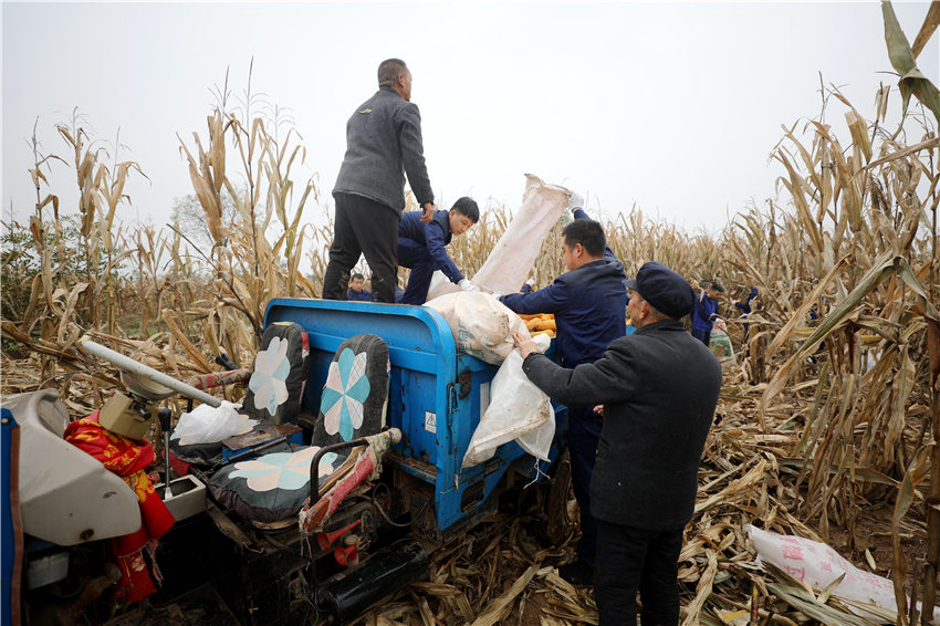 消防指战员们走进田间地头帮助村民抢收，为秋播争取宝贵时间。刘欣园摄