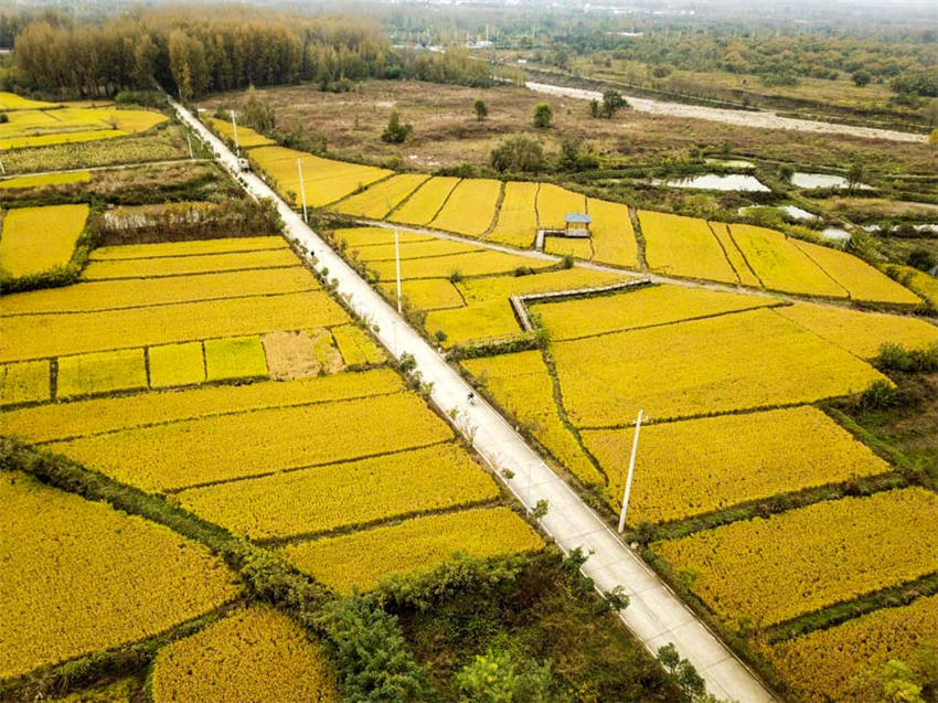 背靠大秦岭的长安王莽恢复了水稻种植，水乡农耕景观得以再现。吴超摄
