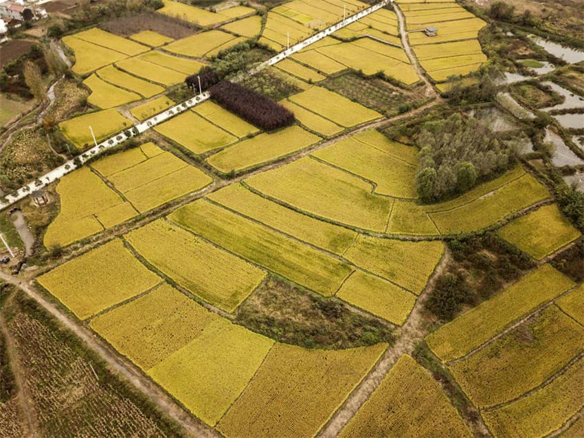 背靠大秦岭的长安王莽恢复了水稻种植，水乡农耕景观得以再现。吴超摄