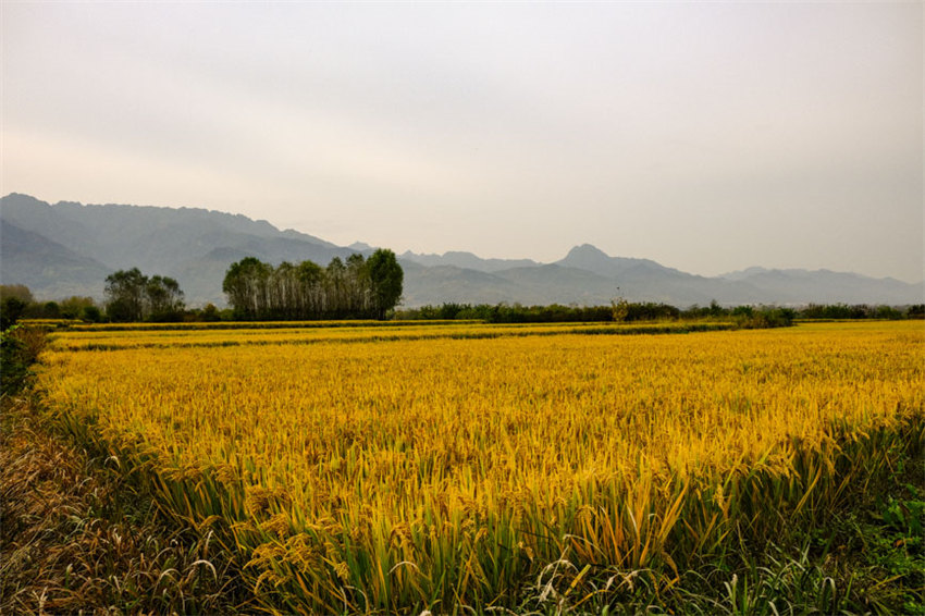 背靠大秦岭的长安王莽恢复了水稻种植，水乡农耕景观得以再现。吴超摄