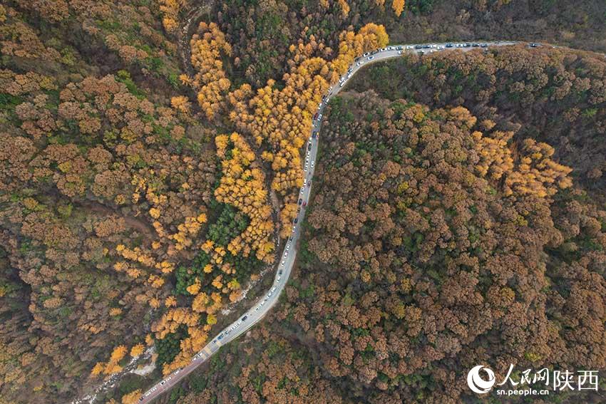 10月30日，210国道秦岭分水岭沿途车流如织，秋色正浓。杨凯 摄