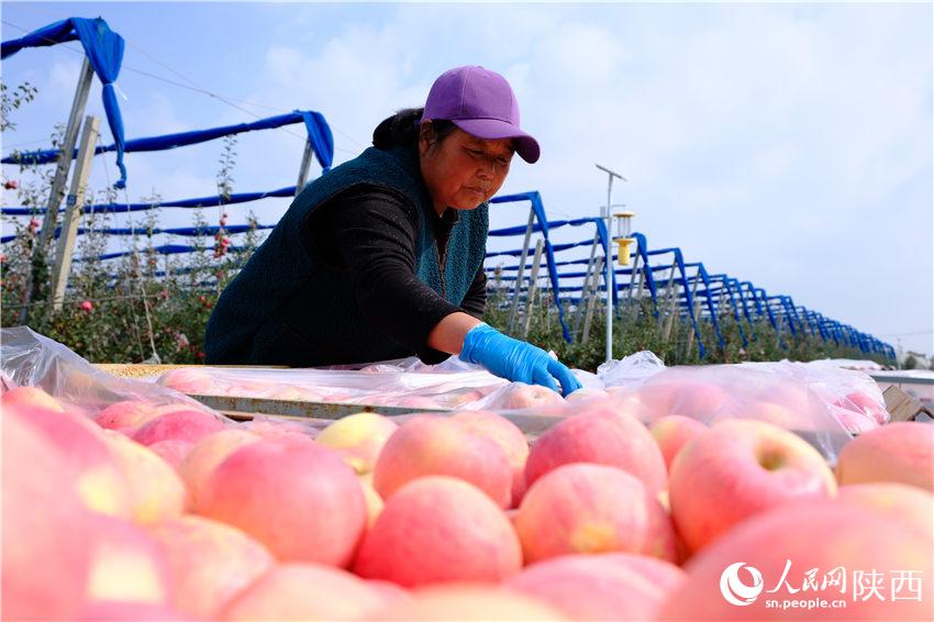 果農們忙著搶收蘋果，果園裡一派繁忙景象。吳超攝