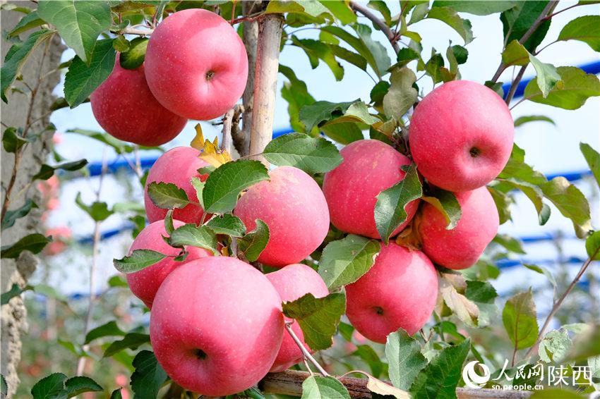 善花村苹果示范基地里，红彤彤的苹果挂满枝头。吴超摄