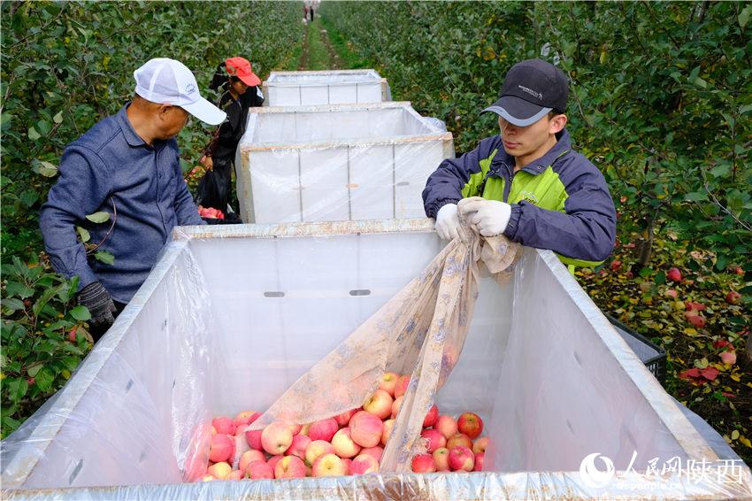 果农们忙着抢收苹果，果园里一派繁忙景象。吴超摄