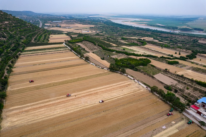 陝西省渭南市潼關縣秦東鎮西廒村的小麥開始收割。