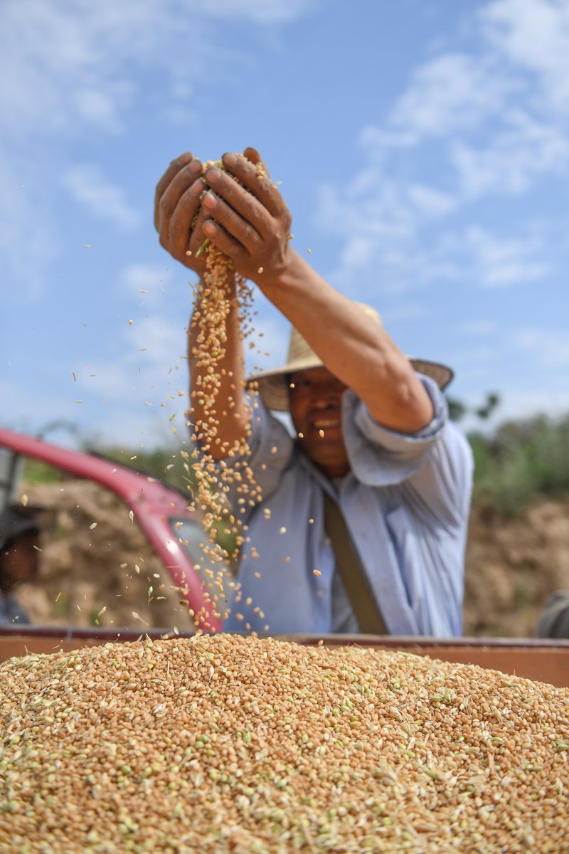 陕西省渭南市潼关县秦东镇西廒村的小麦开始收割。