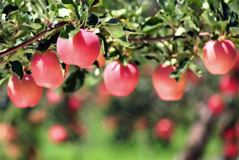 近日，陕西省合阳县甘井镇的苹果迎来丰收，已有超3万件苹果被销往全国各地。雷现荣 摄