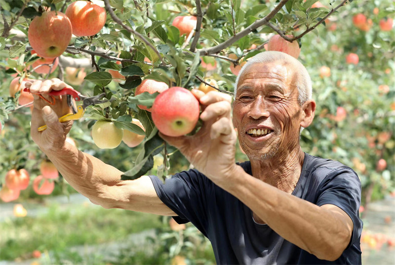 近日，陝西省合陽縣甘井鎮的蘋果迎來豐收，已有超3萬件蘋果被銷往全國各地。雷現榮 攝