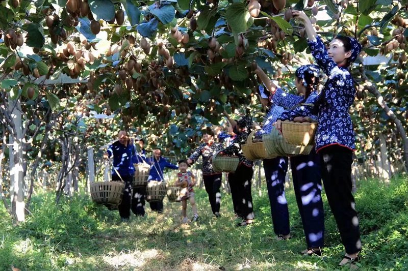 陕西省周至县43.2万余亩猕猴桃喜获丰收，果农们忙着采摘分拣猕猴桃。周至县委宣传部供图