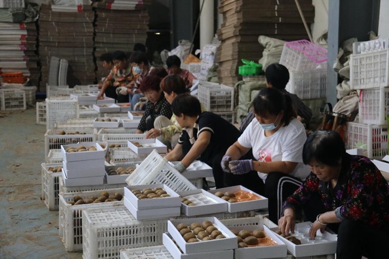 陕西省周至县43.2万余亩猕猴桃喜获丰收，果农们忙着采摘分拣猕猴桃。周至县委宣传部供图