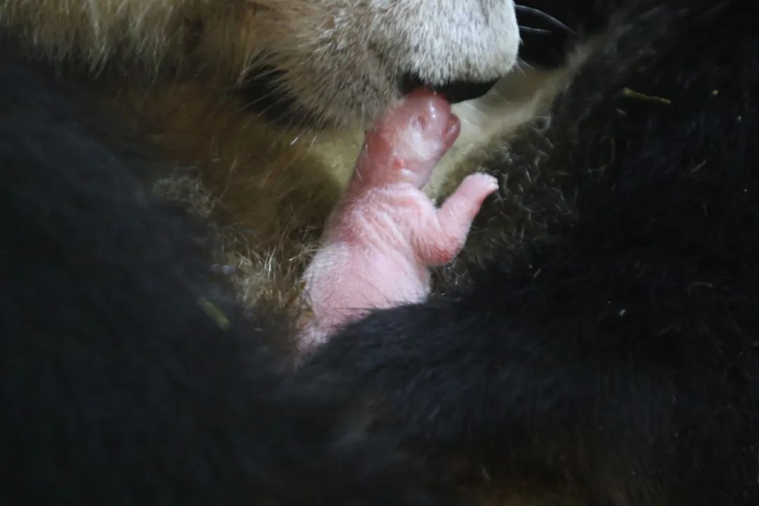 大熊猫“安安”诞下一雌性幼仔。秦岭大熊猫研究中心供图
