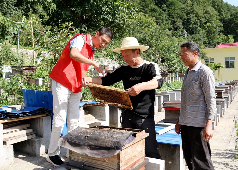 在“蜜蜂王国”长角坝镇龙草坪村，党员志愿者和蜂农一起察看产蜜情况。 吴彦峰摄