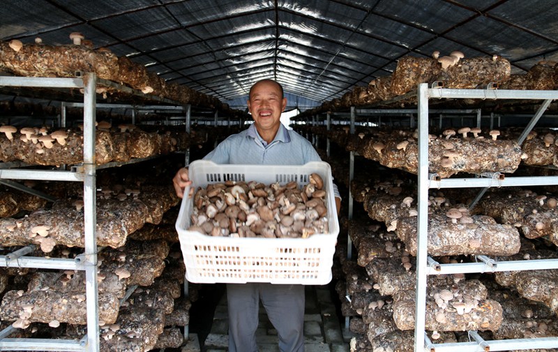 在西岔河鎮銀廠溝村的袋料香菇產業園裡，村民展示收獲的香菇。吳彥峰攝