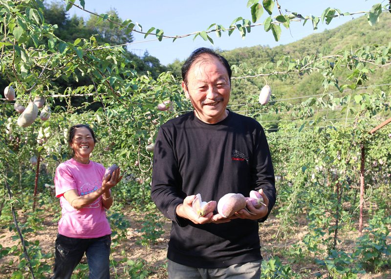 在袁家庄街道王家湾村八月瓜产业园里，村民们喜悦展示收获。吴彦峰摄