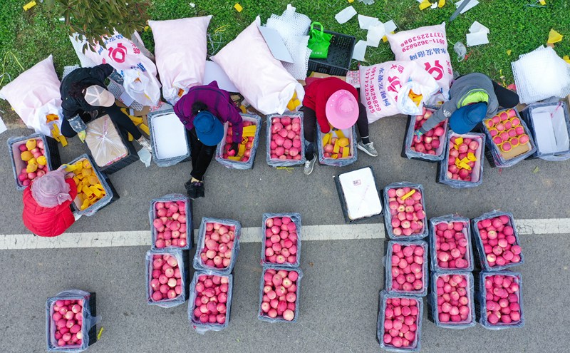 洛川县永乡镇阿寺村果农在分拣苹果。王警摄