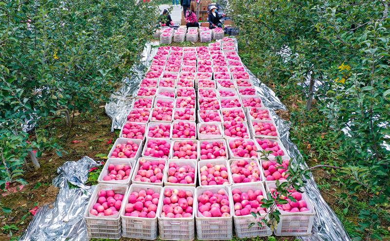 洛川县永乡镇阿寺村果农在分拣苹果。王警摄