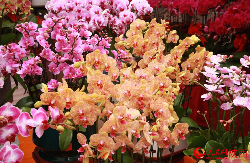 年宵花蝴蝶兰