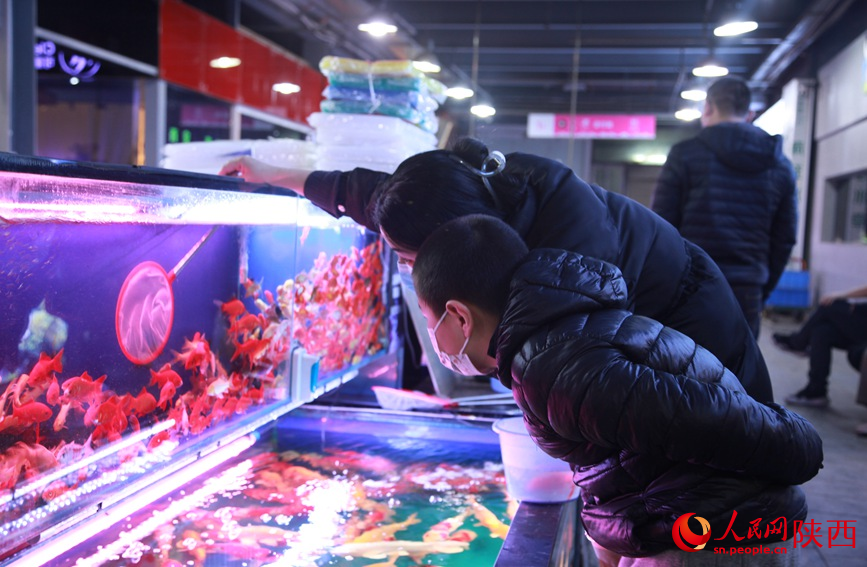 朱雀花卉市场内，韩女士正在为孩子挑选喜欢的锦鲤
