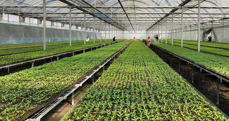蔬菜产业大棚里，菜农精心浇水管护幼苗，为大田移栽做准备。周亭松 摄